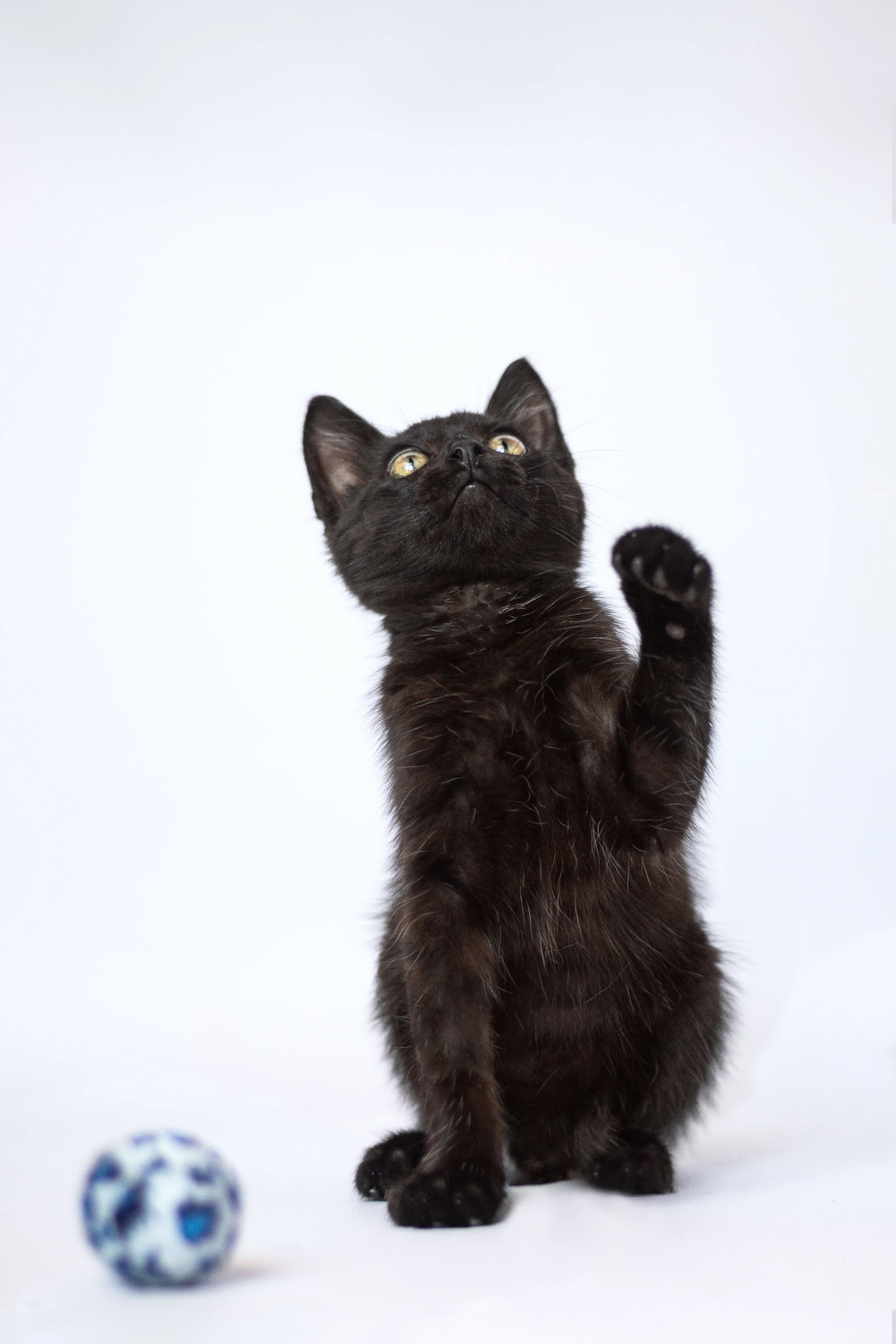 Gato negro mirando arriba