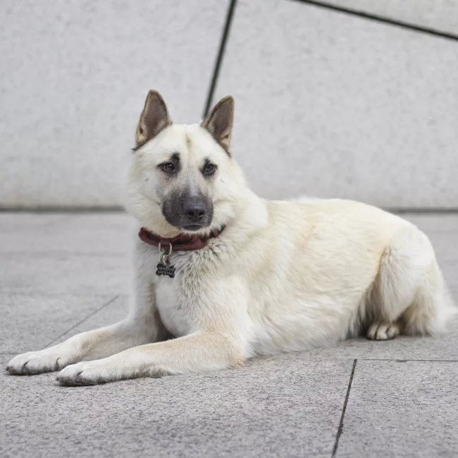 Perro tumbado en la calle