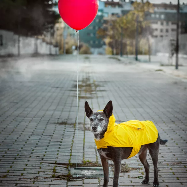 perro disfrazado halloween it