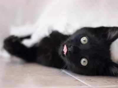 gatito tumbado con la lengua fuera